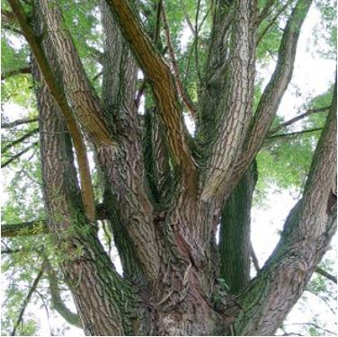 willow tree